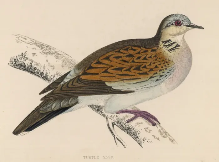 Framed Print : Birds / Turtle Doves Framed Print : Birds / Turtle Doves
