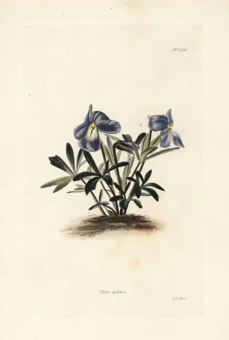 Framed Print : Birdsfoot violet, Viola pedata