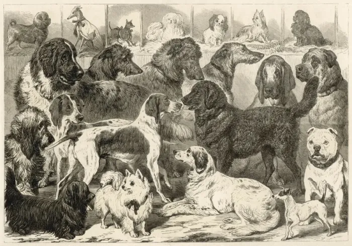Framed Print : Birmingham Dog Show Framed Print : Birmingham Dog Show
