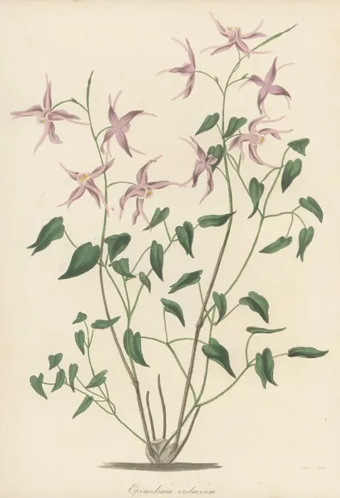 Framed Print : Bishop's hat, Epimedium grandiflorum Framed Print : Bishop's hat, Epimedium grandiflorum