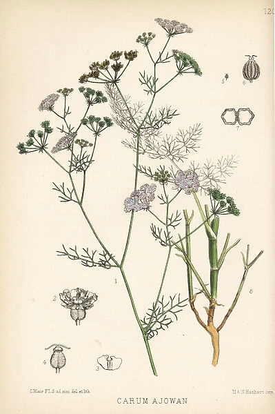 Bishops weed or carom, Trachyspermum ammi