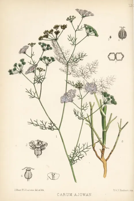 Framed Print : Bishops weed or carom, Trachyspermum ammi Framed Print : Bishops weed or carom, Trachyspermum ammi