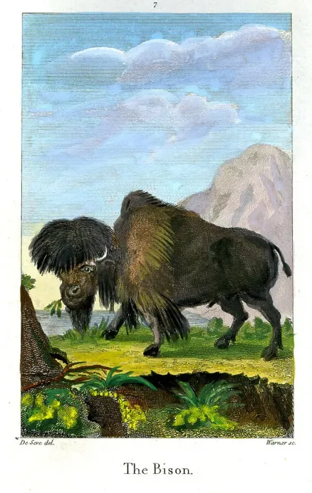 Framed Print : Bison