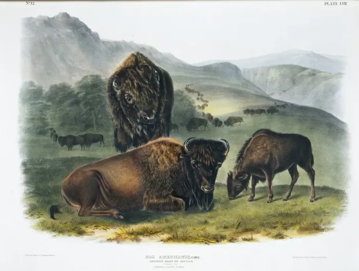 Framed Print : Bison bison, American bison Framed Print : Bison bison, American bison