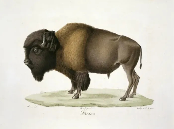 Framed Print : Bison bison, American bison Framed Print : Bison bison, American bison