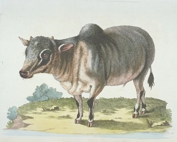 Bison bonasus, European bison
