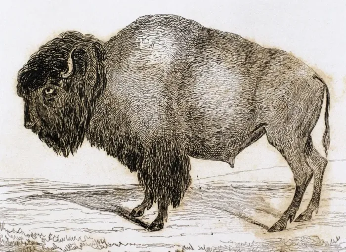 Framed Print : Bison. Engraving, 1841 Framed Print : Bison. Engraving, 1841