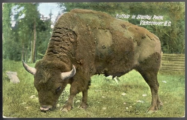 Bison Photo. BISON BISON American bison or buffalo