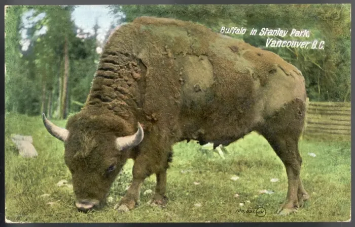 Framed Print : Bison Photo Framed Print : Bison Photo
