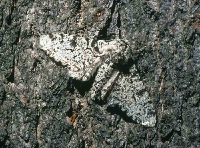 Framed Print : Biston betularia, peppered moth Framed Print : Biston betularia, peppered moth