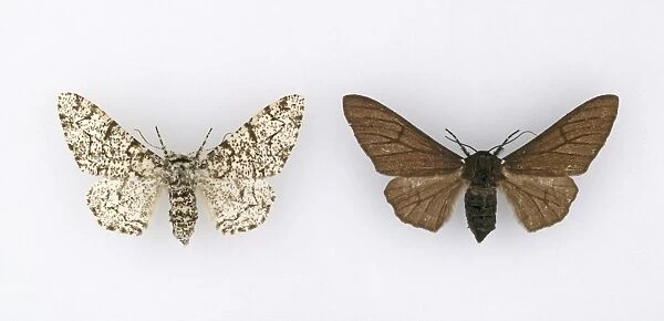 Biston betularia, peppered moth