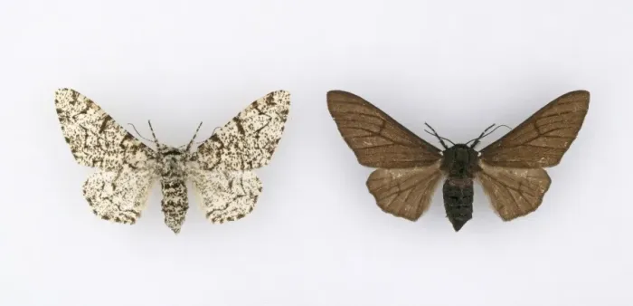 Framed Print : Biston betularia, peppered moth Framed Print : Biston betularia, peppered moth