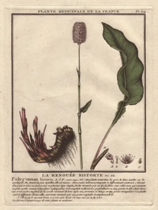 Framed Print : Bistort, Persicaria bistorta Framed Print : Bistort, Persicaria bistorta