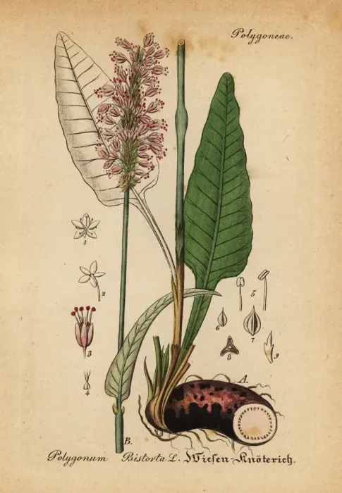 Framed Print : Bistort, Persicaria bistorta Framed Print : Bistort, Persicaria bistorta