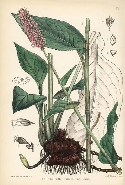 Bistort or snakeweed, Polygonum bistorta