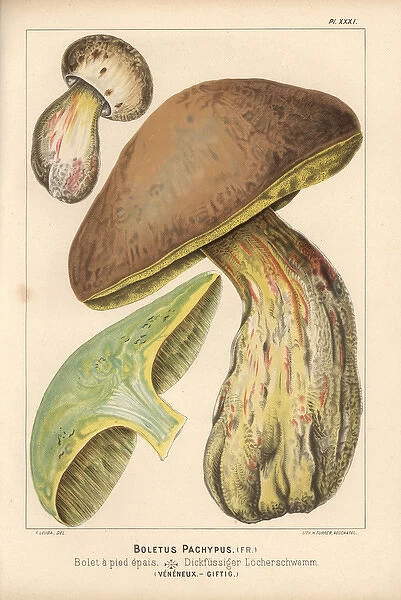 Bitter beech bolete, Boletus calopus, poisonous