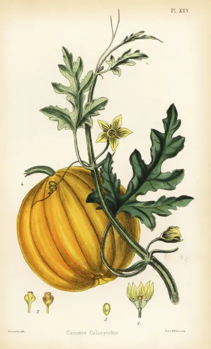 Framed Print : Bitter cucumber or colocynth, Citrullus colocynthis Framed Print : Bitter cucumber or colocynth, Citrullus colocynthis
