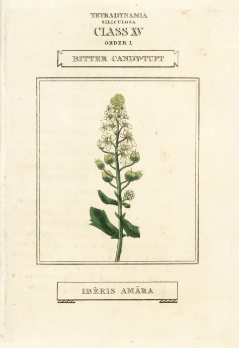 Framed Print : Bitter or rocket candytuft, Iberis amara Framed Print : Bitter or rocket candytuft, Iberis amara