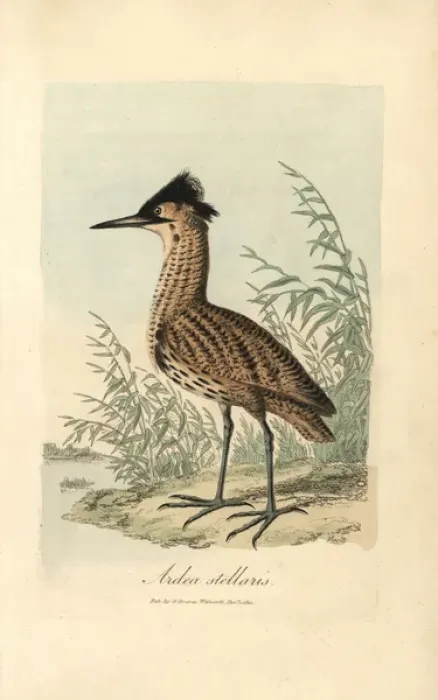 Framed Print : Bittern, Ardea stellaris, Botaurus stellaris Framed Print : Bittern, Ardea stellaris, Botaurus stellaris