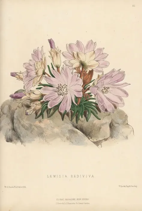 Framed Print : Bitterroot, Lewisia rediviva Framed Print : Bitterroot, Lewisia rediviva