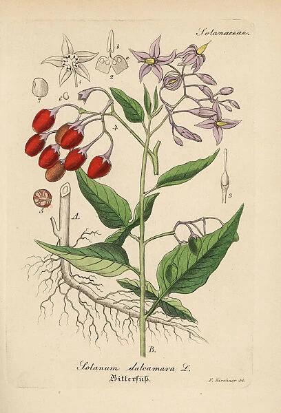 Bittersweet nightshade, Solanum dulcamara