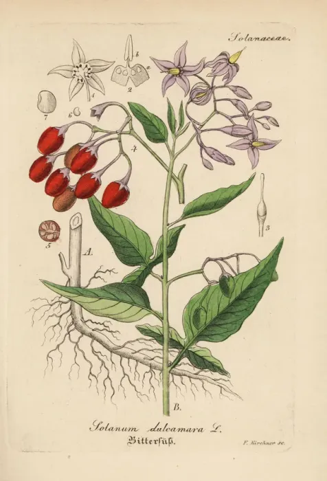 Framed Print : Bittersweet nightshade, Solanum dulcamara Framed Print : Bittersweet nightshade, Solanum dulcamara