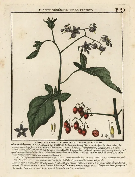 Framed Print : Bittersweet nightshade, Solanum dulcamara Framed Print : Bittersweet nightshade, Solanum dulcamara