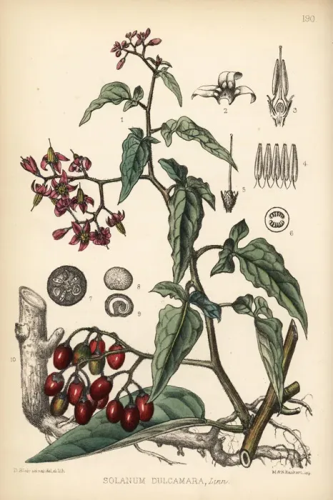 Framed Print : Bittersweet or woody nightshade, Solanum dulcamara Framed Print : Bittersweet or woody nightshade, Solanum dulcamara