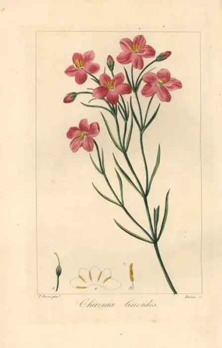 Framed Print : Bitterwortel or bitter root, Chironia linoides Framed Print : Bitterwortel or bitter root, Chironia linoides