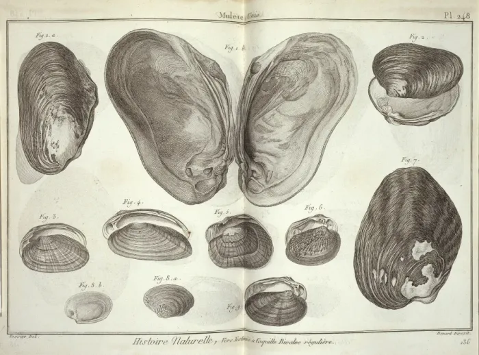 Framed Print : Bivalve mollusc Framed Print : Bivalve mollusc