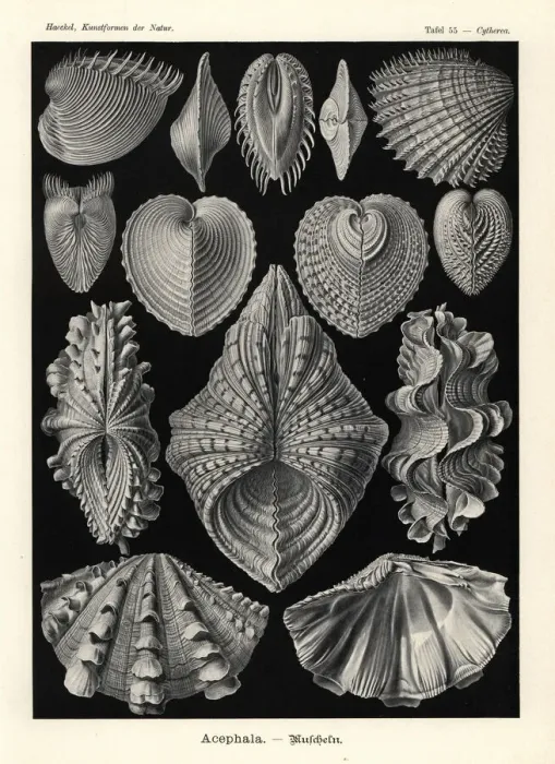 Framed Print : Bivalvia clam shells Framed Print : Bivalvia clam shells