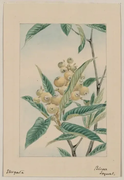 Framed Print : Biwa loquat Framed Print : Biwa loquat
