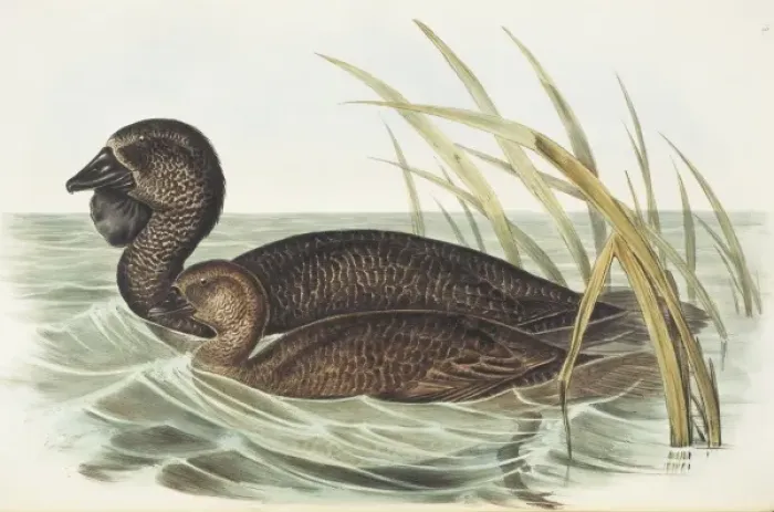 Framed Print : Biziura lobata, musk duck Framed Print : Biziura lobata, musk duck