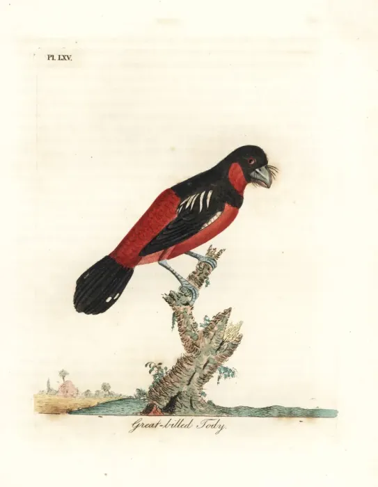 Framed Print : Black-and-red broadbill, Cymbirhynchus macrorhynchos Framed Print : Black-and-red broadbill, Cymbirhynchus macrorhynchos