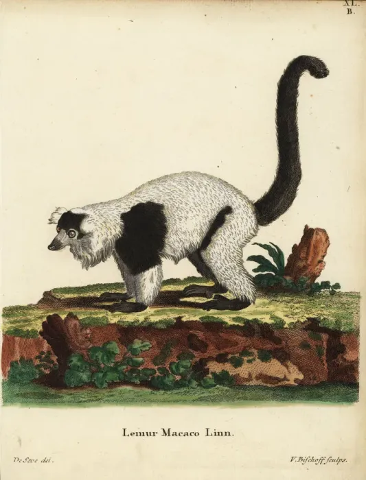 Framed Print : Black-and-white ruffed lemur, Varecia variegata Framed Print : Black-and-white ruffed lemur, Varecia variegata