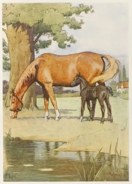 Framed Print : Black Beauty & Mother Framed Print : Black Beauty & Mother