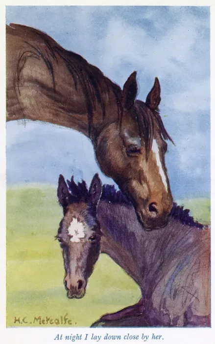 Framed Print : Black Beauty with his mother. Date: First published: 1877 Framed Print : Black Beauty with his mother. Date: First published: 1877