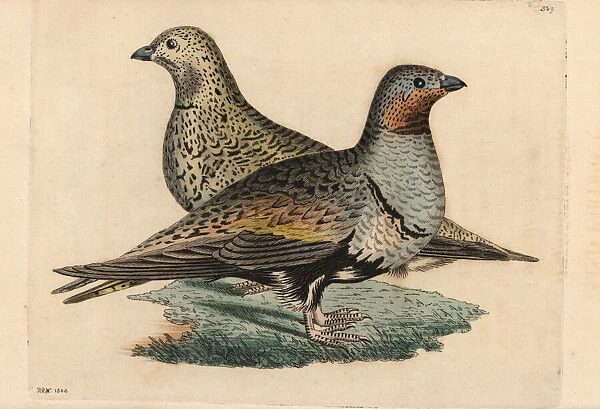 Black-bellied sand grouse, Pterocles orientalis