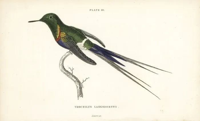 Framed Print : Black-bellied thorntail, Discosura langsdorffi Framed Print : Black-bellied thorntail, Discosura langsdorffi