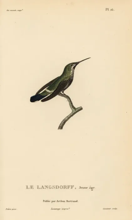 Framed Print : Black-bellied thorntail, Discosura langsdorffi. Immature Framed Print : Black-bellied thorntail, Discosura langsdorffi. Immature