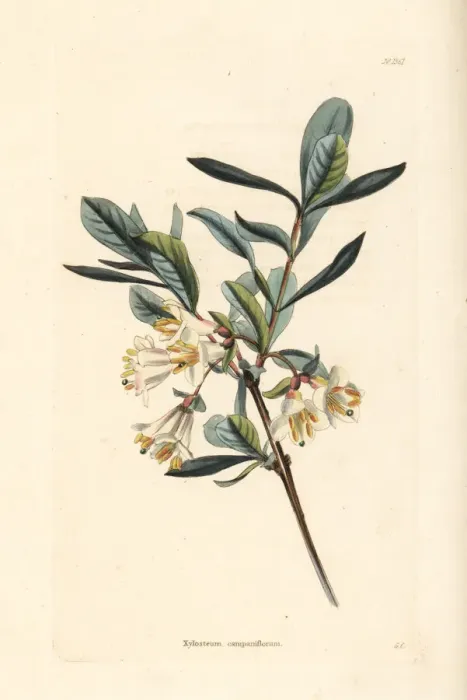 Framed Print : Black-berried honeysuckle, Lonicera nigra Framed Print : Black-berried honeysuckle, Lonicera nigra