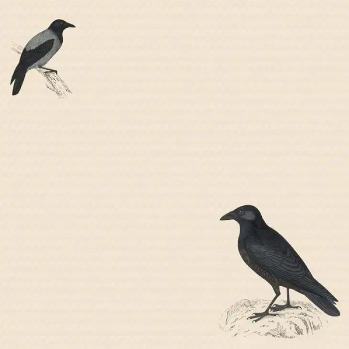 Framed Print : Two Black Birds Framed Print : Two Black Birds