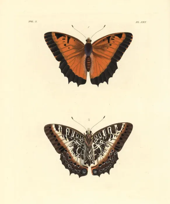 Framed Print : Black-bordered charaxes, Charaxes pollux Framed Print : Black-bordered charaxes, Charaxes pollux