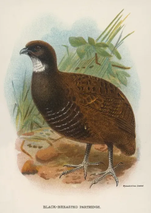 Framed Print : Black-Breasted Partridge Framed Print : Black-Breasted Partridge