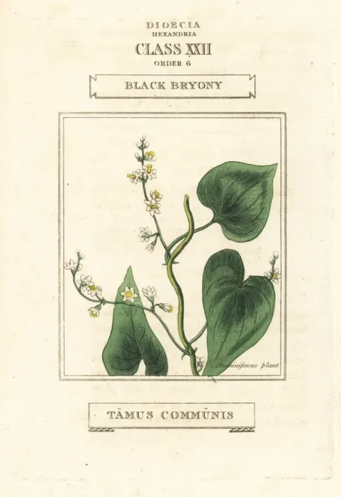Framed Print : Black bryony, Dioscorea communis Framed Print : Black bryony, Dioscorea communis
