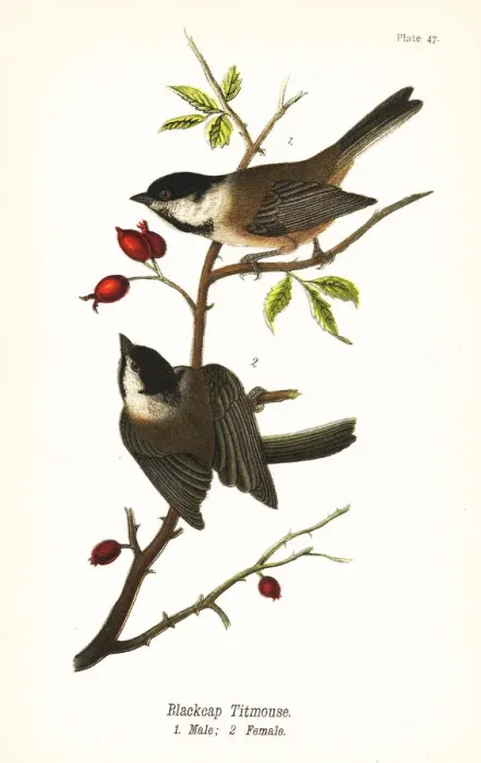 Framed Print : Black-capped chickadee, Poecile atricapillus Framed Print : Black-capped chickadee, Poecile atricapillus