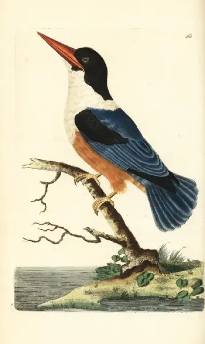 Framed Print : Black-capped kingfisher, Halcyon pileata Framed Print : Black-capped kingfisher, Halcyon pileata
