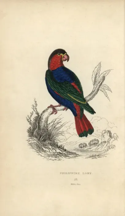 Framed Print : Black capped lory, Lorius lory Framed Print : Black capped lory, Lorius lory