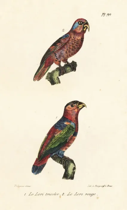 Framed Print : Black-capped lory, Lorius lory, and red lory, Eos bornea Framed Print : Black-capped lory, Lorius lory, and red lory, Eos bornea