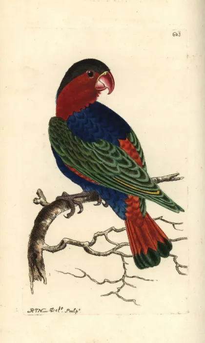 Framed Print : Black-capped lory, Lorius lory Framed Print : Black-capped lory, Lorius lory